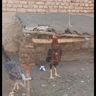 خروس لاری 8 ماه