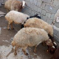 گوسفند میش آبستن سنیگن