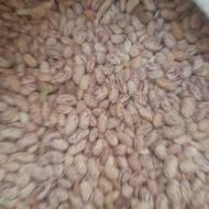 لوبیا‌چیتی‌امسالی‌