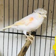 ماده موزاییکی کاکلی آماده