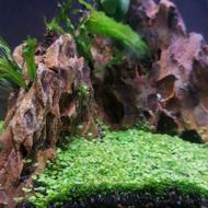 اکواریوم پلنت