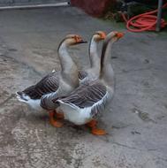 غاز اوکراینی / اکراینی