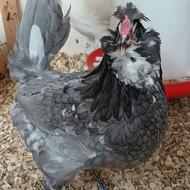 فروش تخم‌نطفه دار گلین و برهما