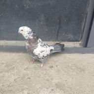 کبوتر ماده آس