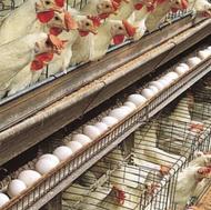 نگهبان شبانه روزی مرغداری