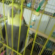 عروس هلندی ن