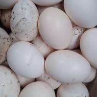 تخم مرغ خانگی