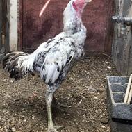 خروس لاری یک ساله