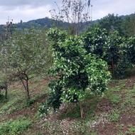 تراشیدن علف های هرز با دستگاه شخم زدن زمین و هرس درختان