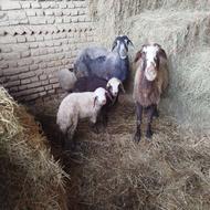 گوسفند بره دار دوعدد