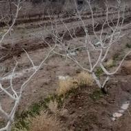 1500 متر باغ‌پسته‌ااسالهدرسنگلاباد