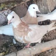 کبوتر های سالمی هستن