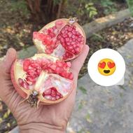 اراعه انواع تور گردشگری به مازندران