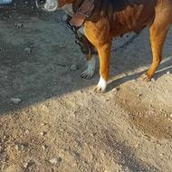 واگذارسگ پیت بول ماده