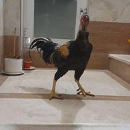 فروش خروس لاری