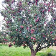 سیب‌قرمز‌به‌مقدار‌یک‌تن