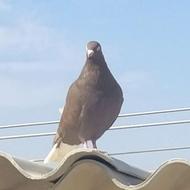 ی دونه کبوتر جهت فروش