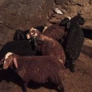 کاور نر یا گوسفند