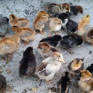 فروش مرغ و خروس و اردک