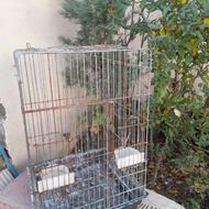 قفس تاشو کاسکو یا هر پرنده دیگر