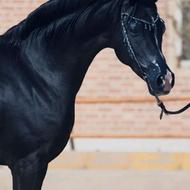 اسب عرب مشکی