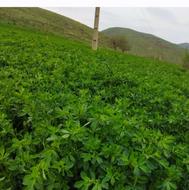 یونجه درجه یک و عالی