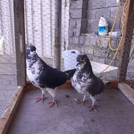 کبوتر دمسفید