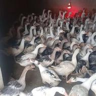 فروش غاز نژاد ترکمنی محلی