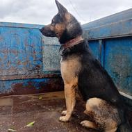 واگذاری ژرمن 7ماه نر سالم