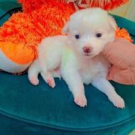 سگ پامر بوفیس خرسی