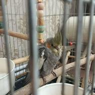 عروس هلندی 3 ماهه - همراه قفس