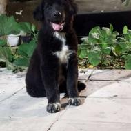 سگ قدرجونی گرید A