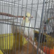 عروس هلندی سفید زیبا