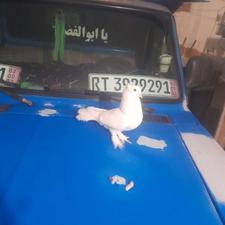 کبوتر دم چتری