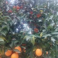 فروش زمین باغی 800 متر