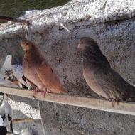 کبوتر سرور و ریحانی