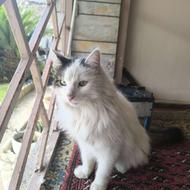 واگذاری گربه پرشین و پشمالو