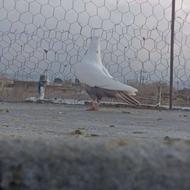 کفتر خوب وجوجه