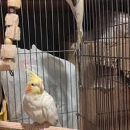 عروس هلندی مولد