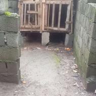 گنجه خروس لاری معاوضه و فروش