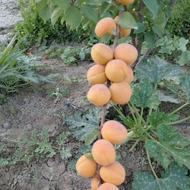 فروش انواع نهال میوه