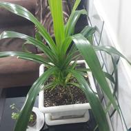 گل وگلدان پاندانوس خوشگل