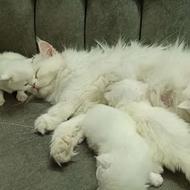 واگذاری با شرایط گربه بریتیش