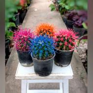 فروش انواع کاکتوس رنگی طبیعی