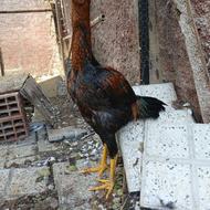 فروش خروس لاری