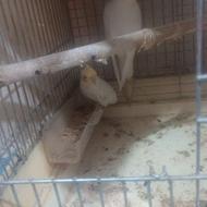 عروس هلندی نر و ماده