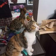 واگذاری رایگان گربه