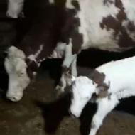 فروش گاو گوساله