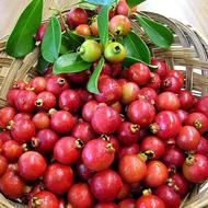 نهال استوایی گوآوا شاه توت پشن فروت