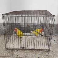 کوتوله برزیلی